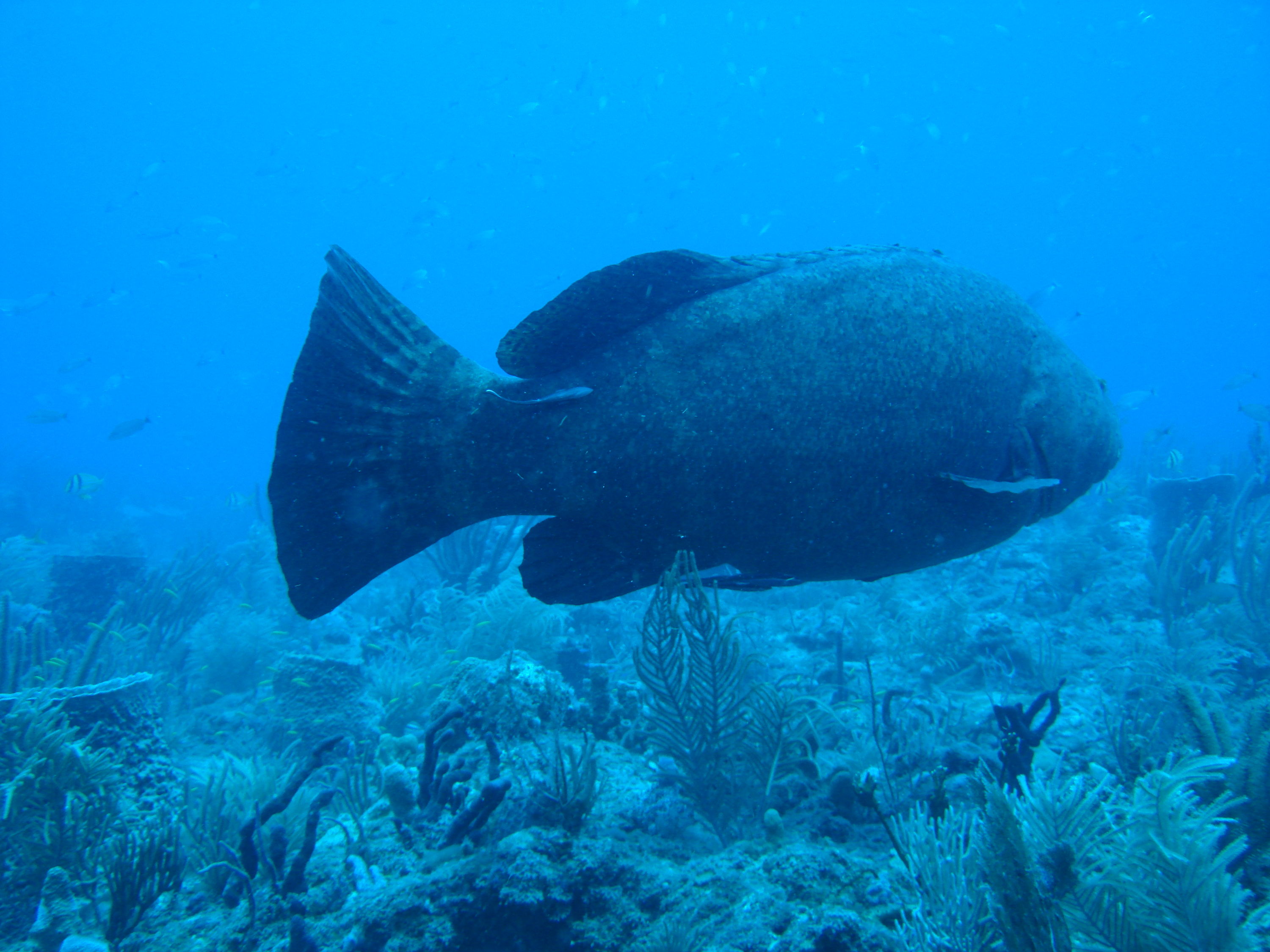 Boynton Beach - goliath grouper