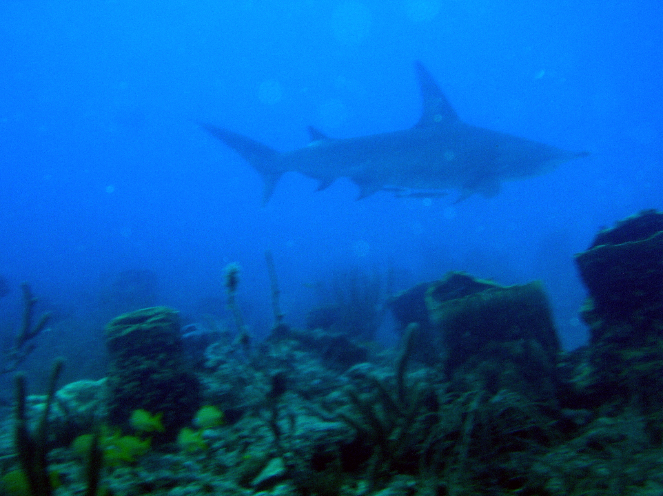 Boynton Beach - hammerhead shark