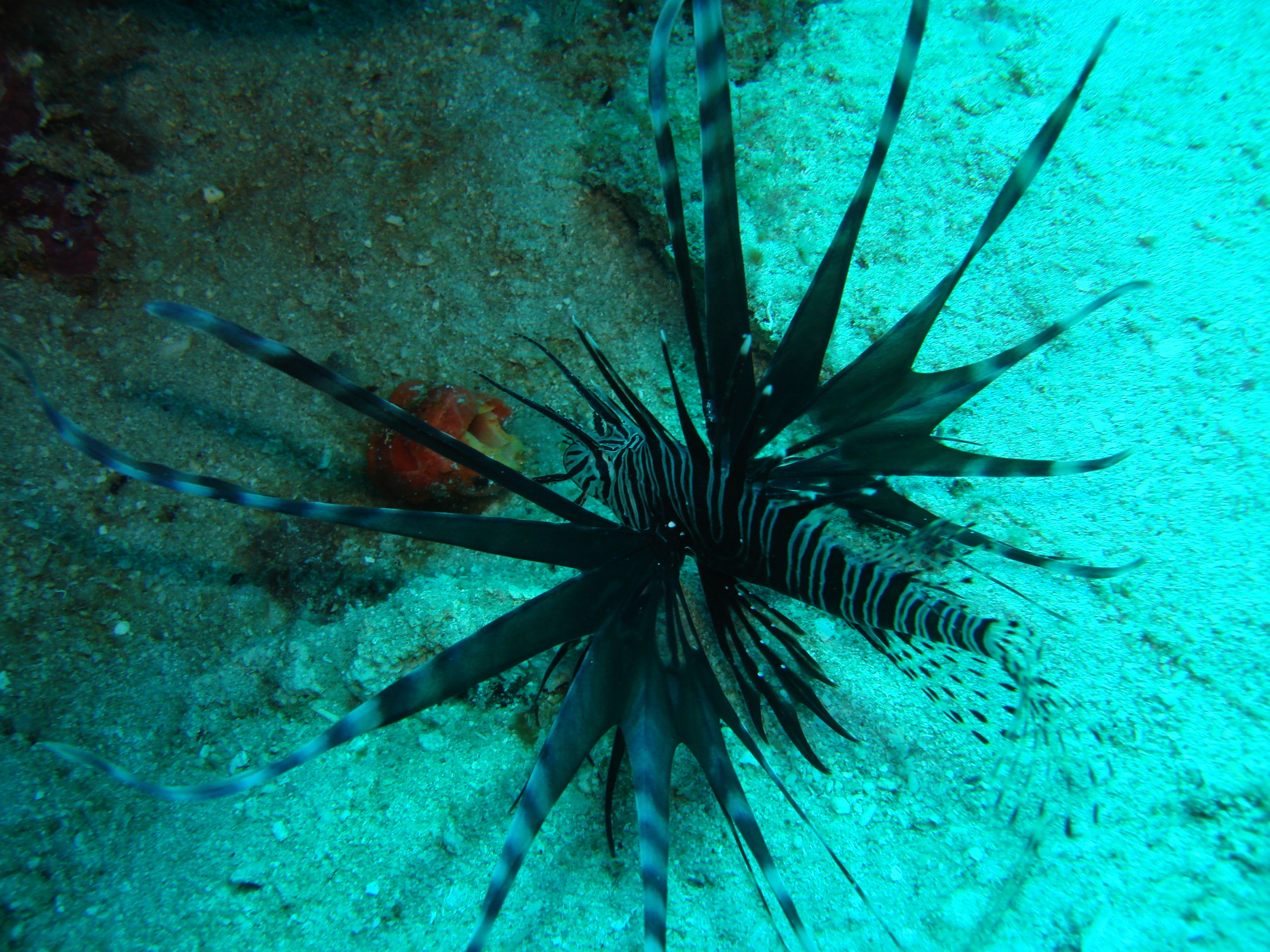Boynton Beach - lion fish