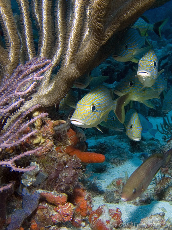 Boynton Beach Reef Scene