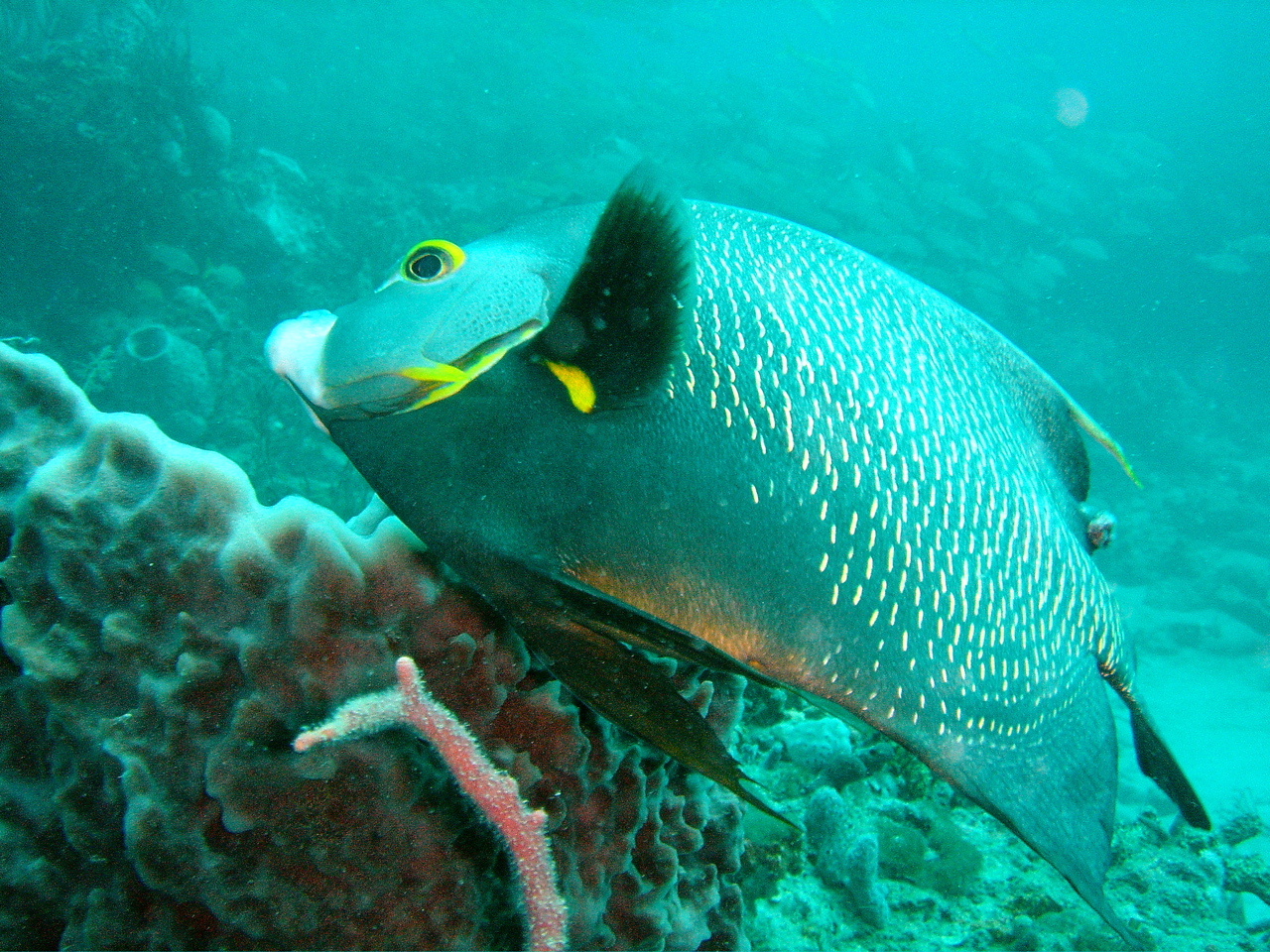 Boynton Reef on Splashdown 10