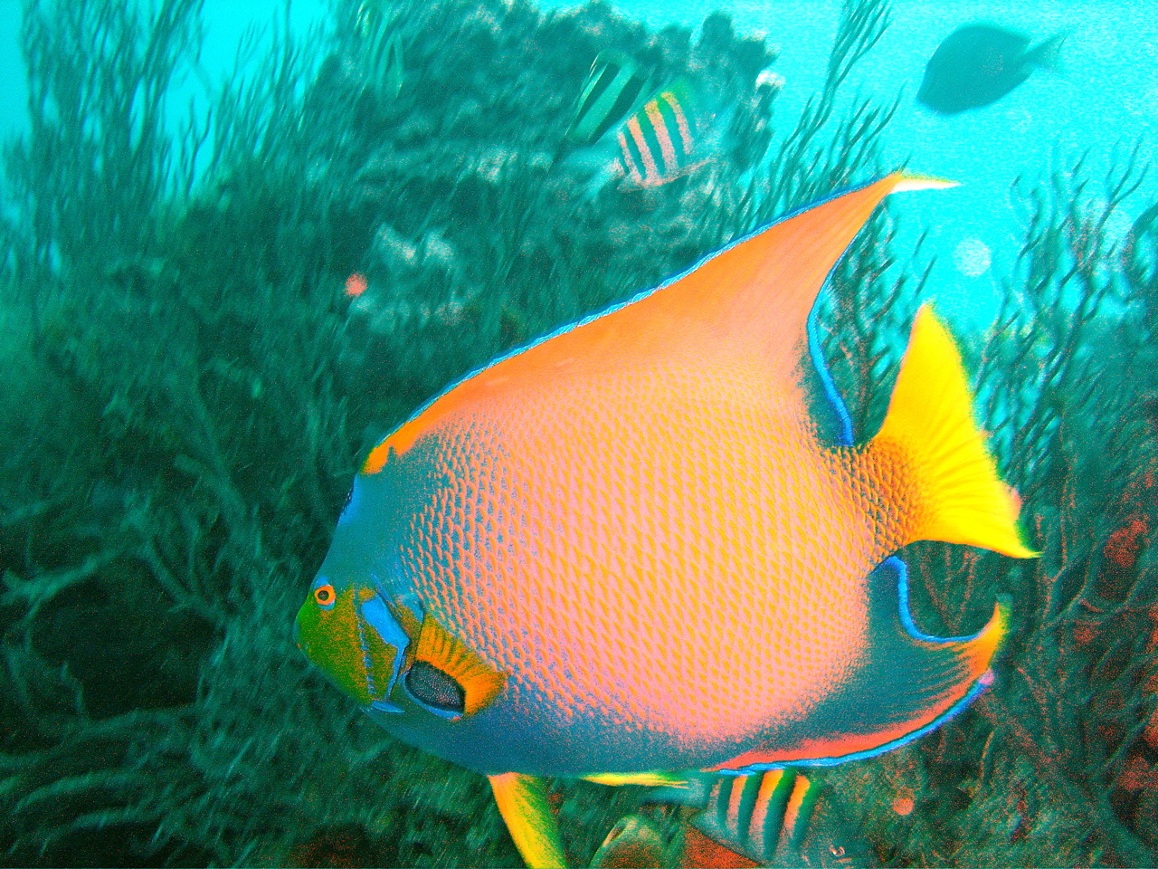 Boynton Reef on Splashdown 11