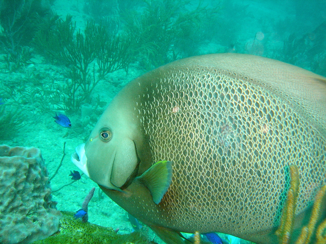 Boynton Reef on Splashdown 4