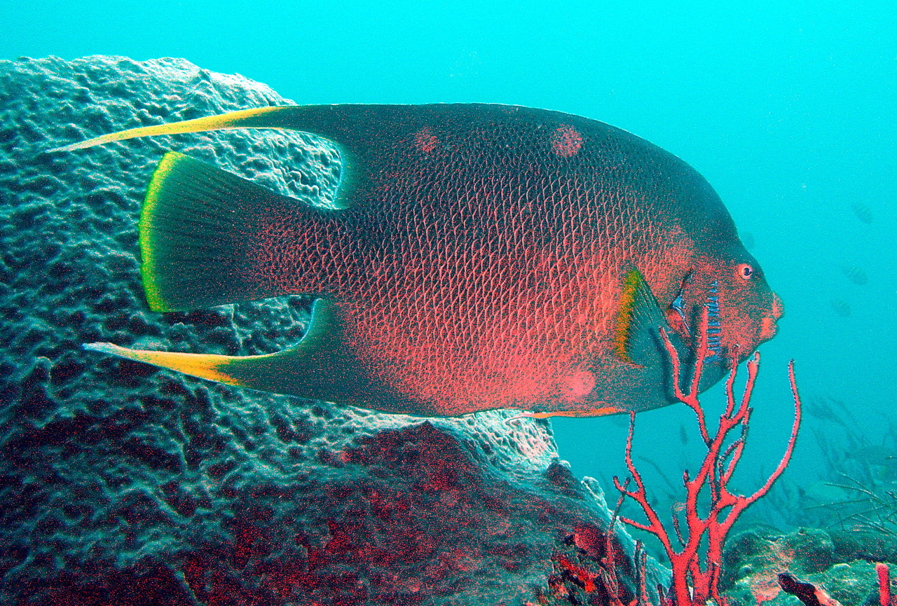 Boynton Reef on Splashdown 9