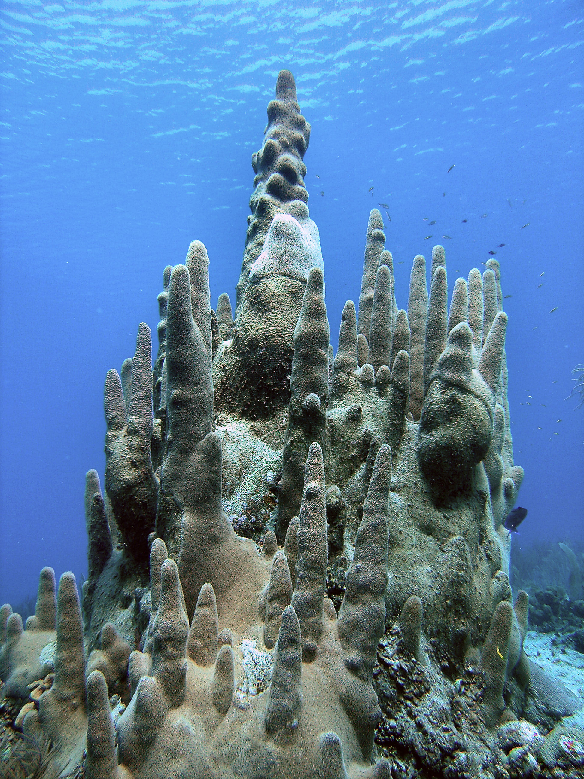 Brac_Pillar_Coral