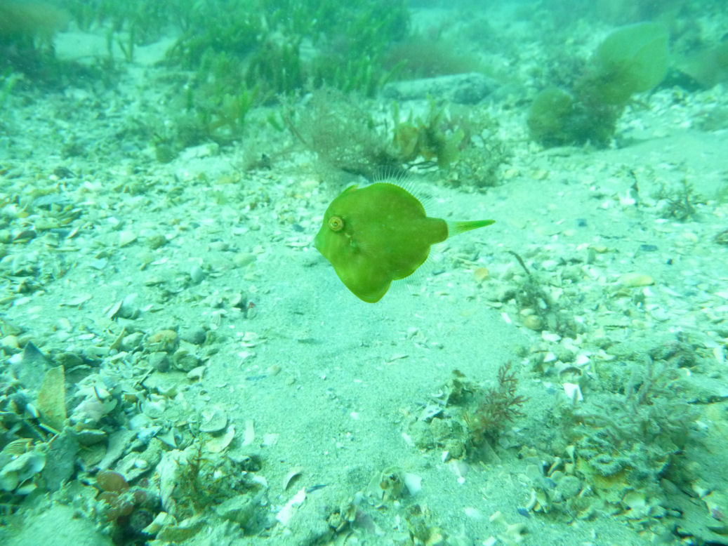 Brachaluteres jacksonianus (Pygmy Leatherjacket)