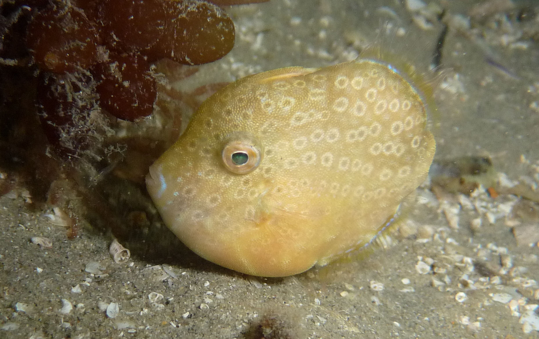 Brachaluteres jacksonianus (Pygmy Leatherjacket)