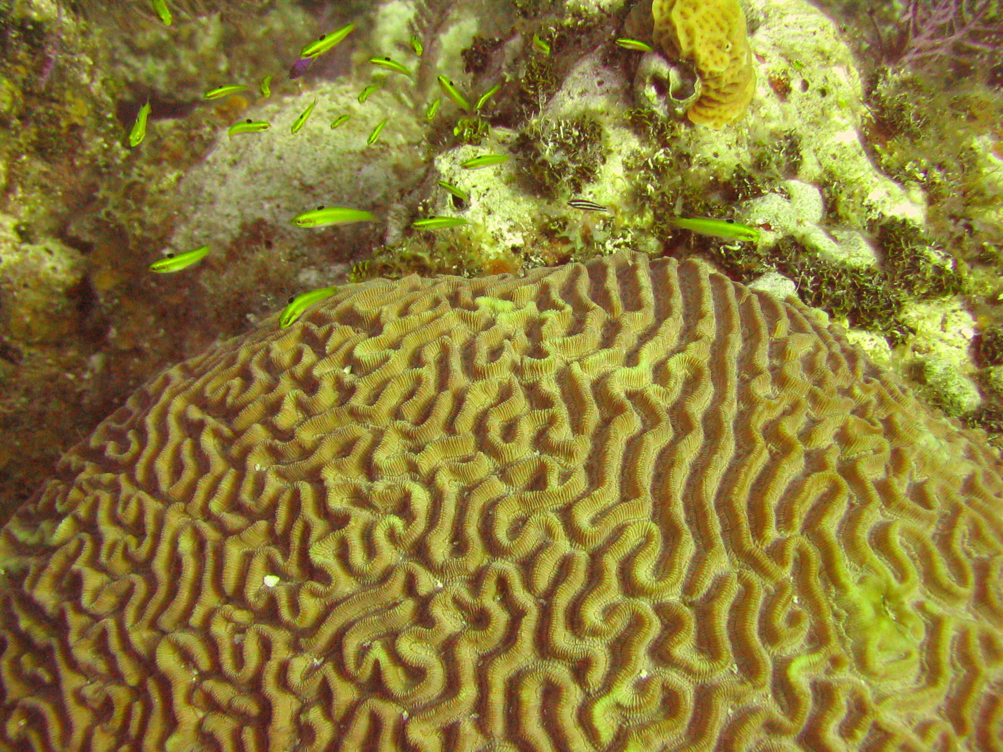 Brain coral 1a