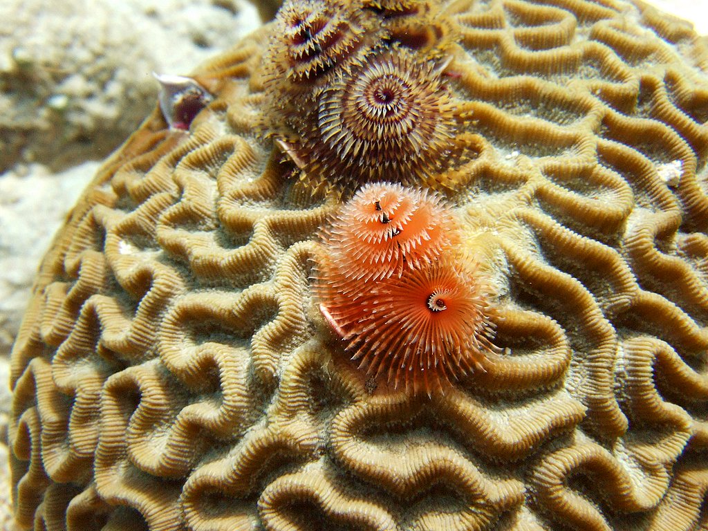 Brain Coral and Christmas Tree Worms