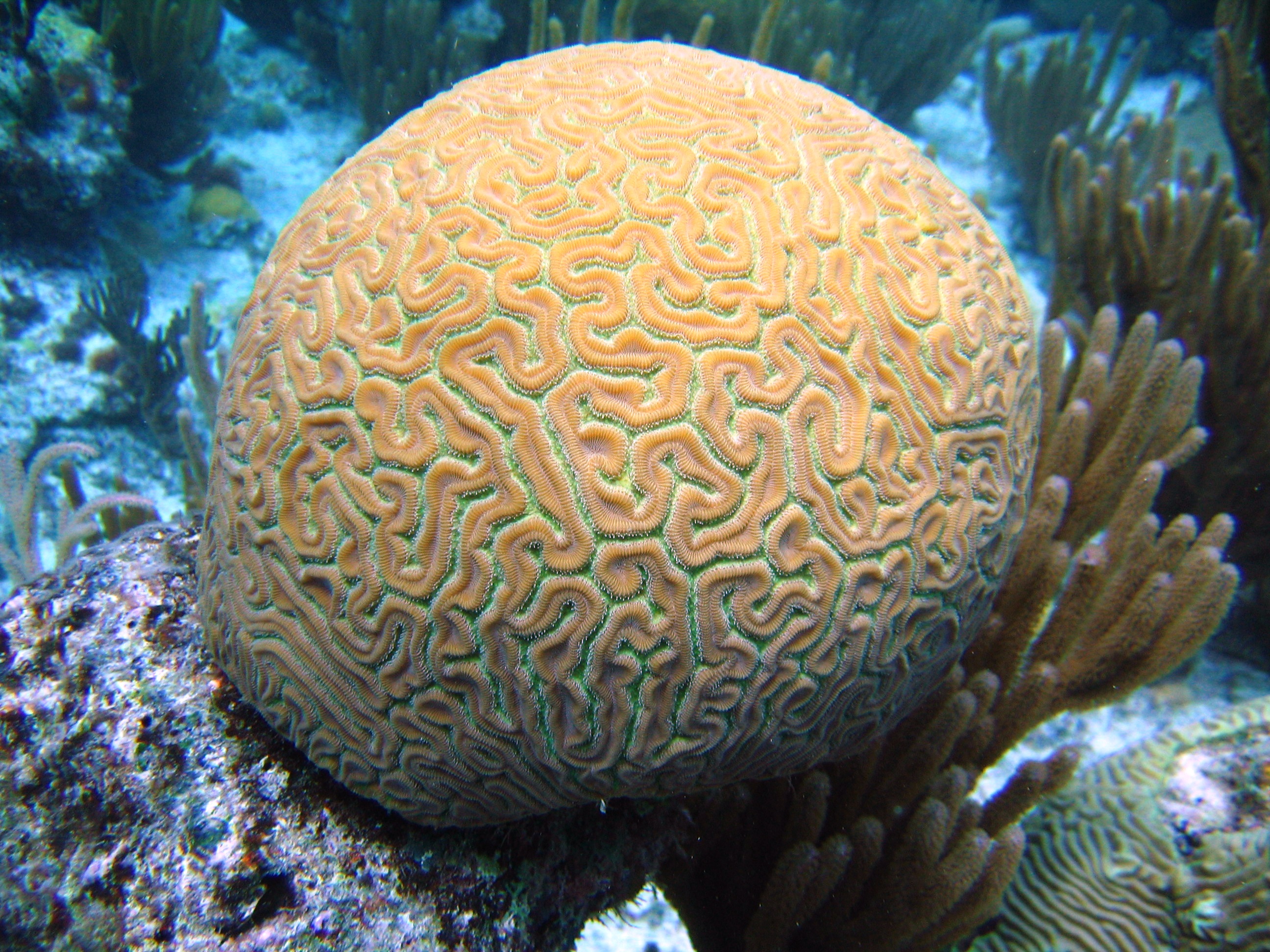 Brain Coral Bermuda