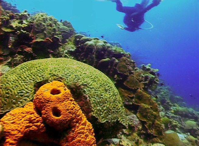 Brain Coral - Bonaire