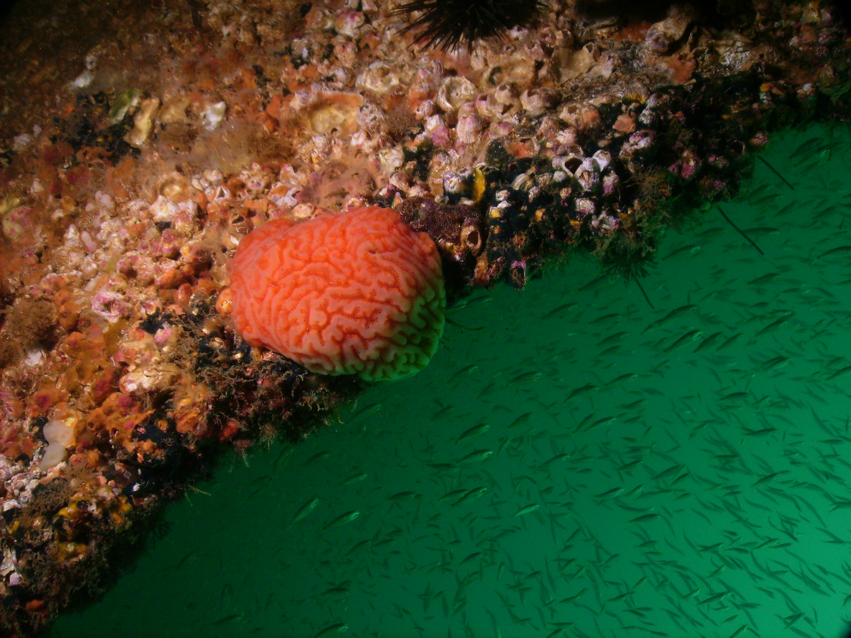 Brain coral on the coal barges