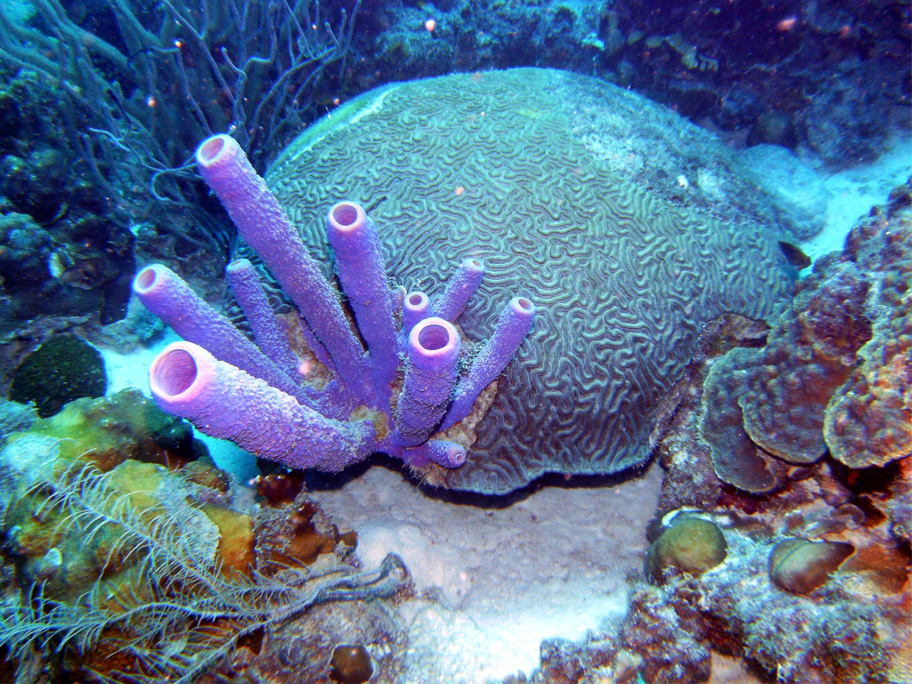 Brain Coral & Purple Tube Sponge