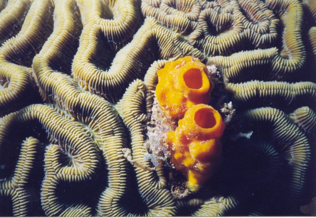 Brain Coral with Sponges