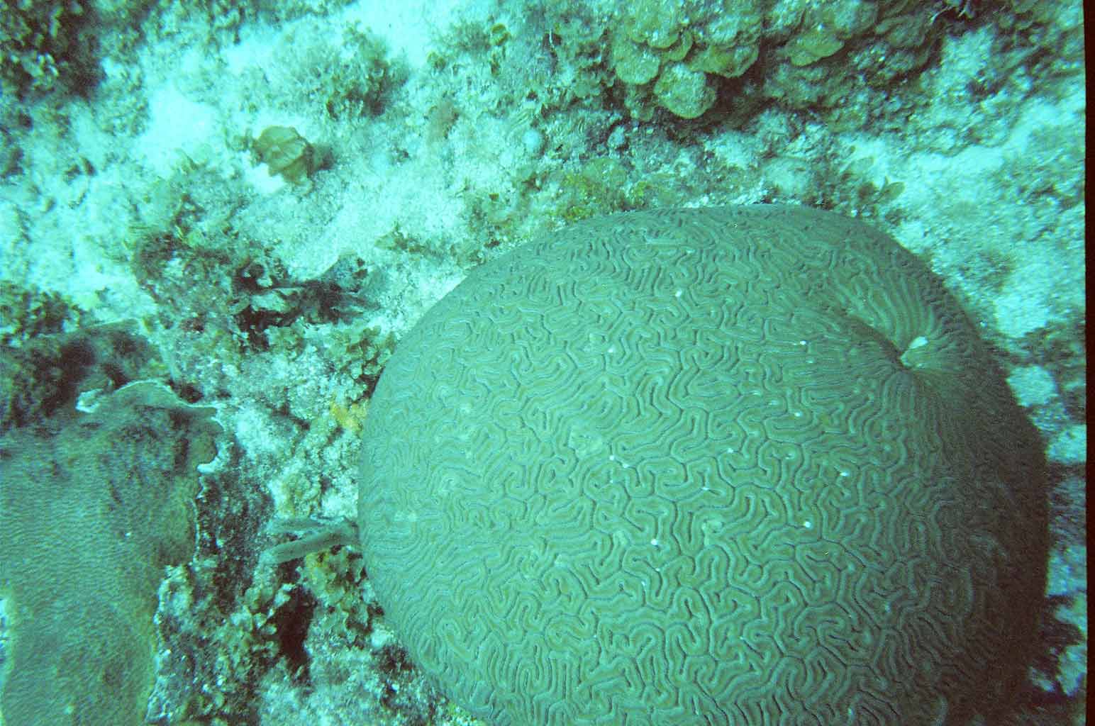 Brain Coral