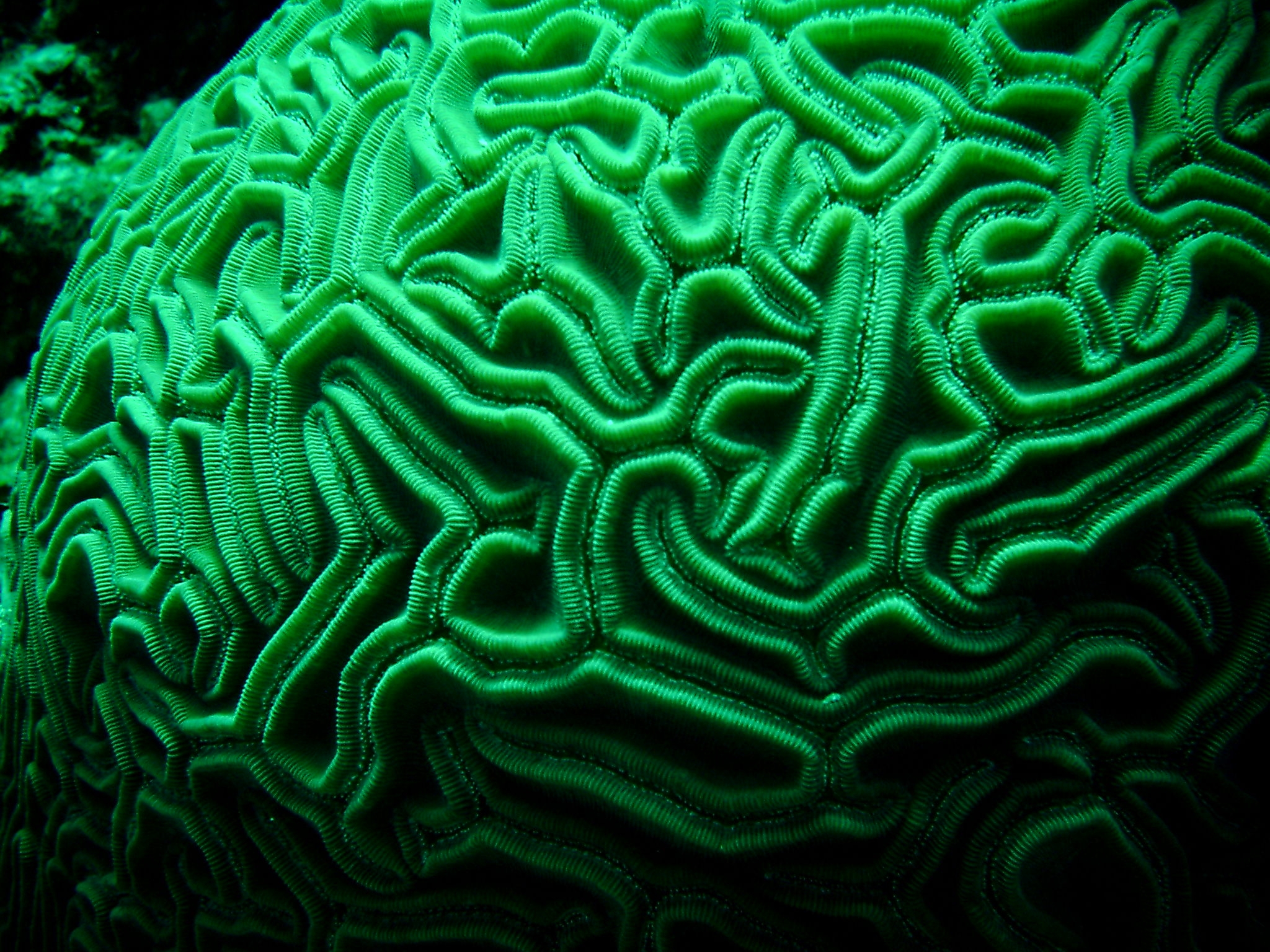 brain coral