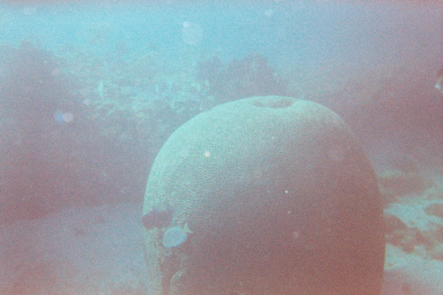 Brain Coral