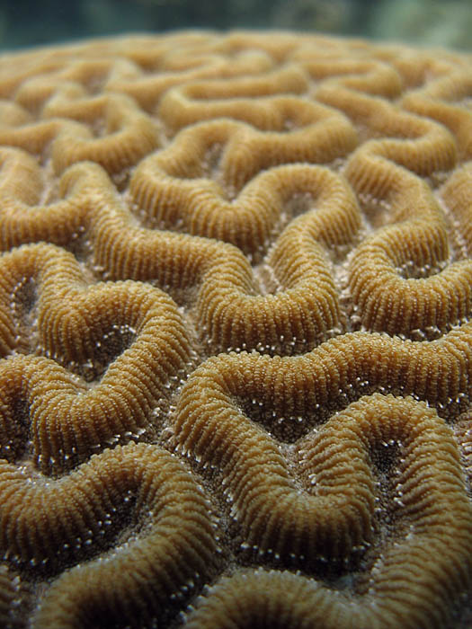 Brain Coral