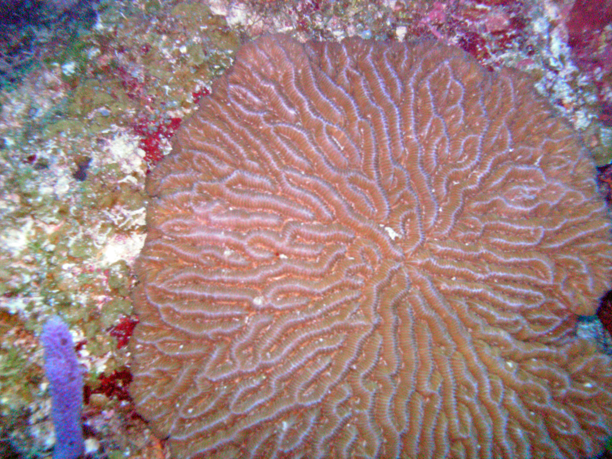 Brain Coral