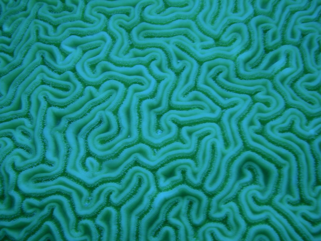 Brain_Coral