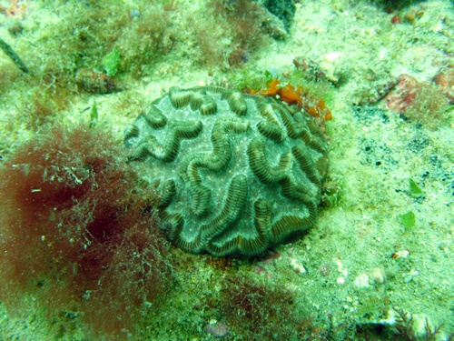 brain_coral11