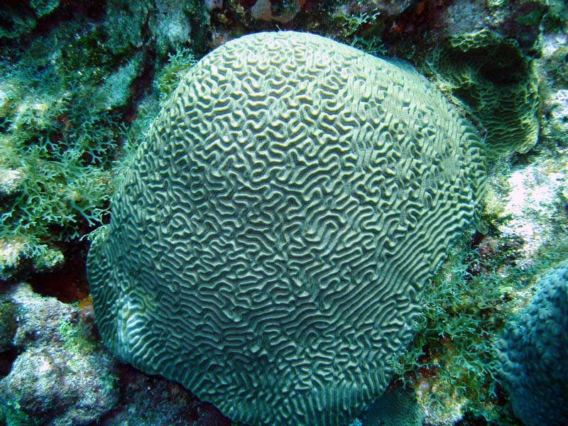 Brain_Coral2