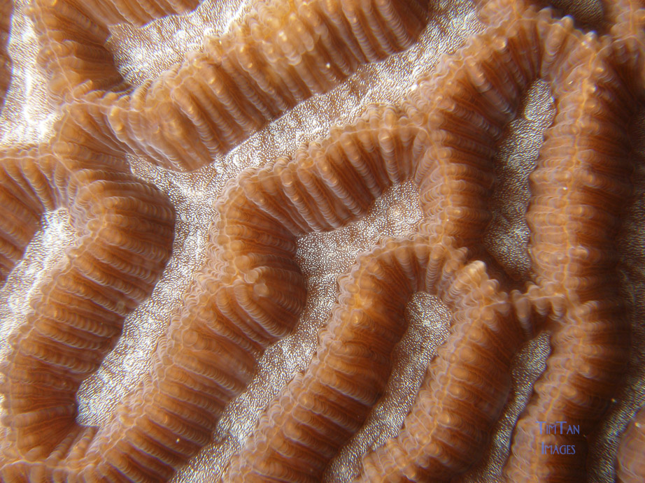 brain_coral_3