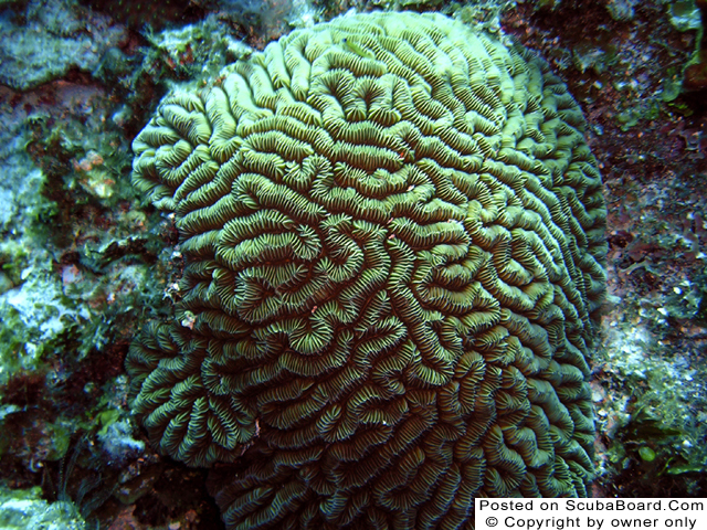 brain_coral_thumb