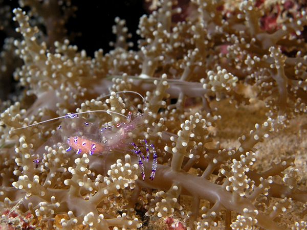 Branching anemone and friend