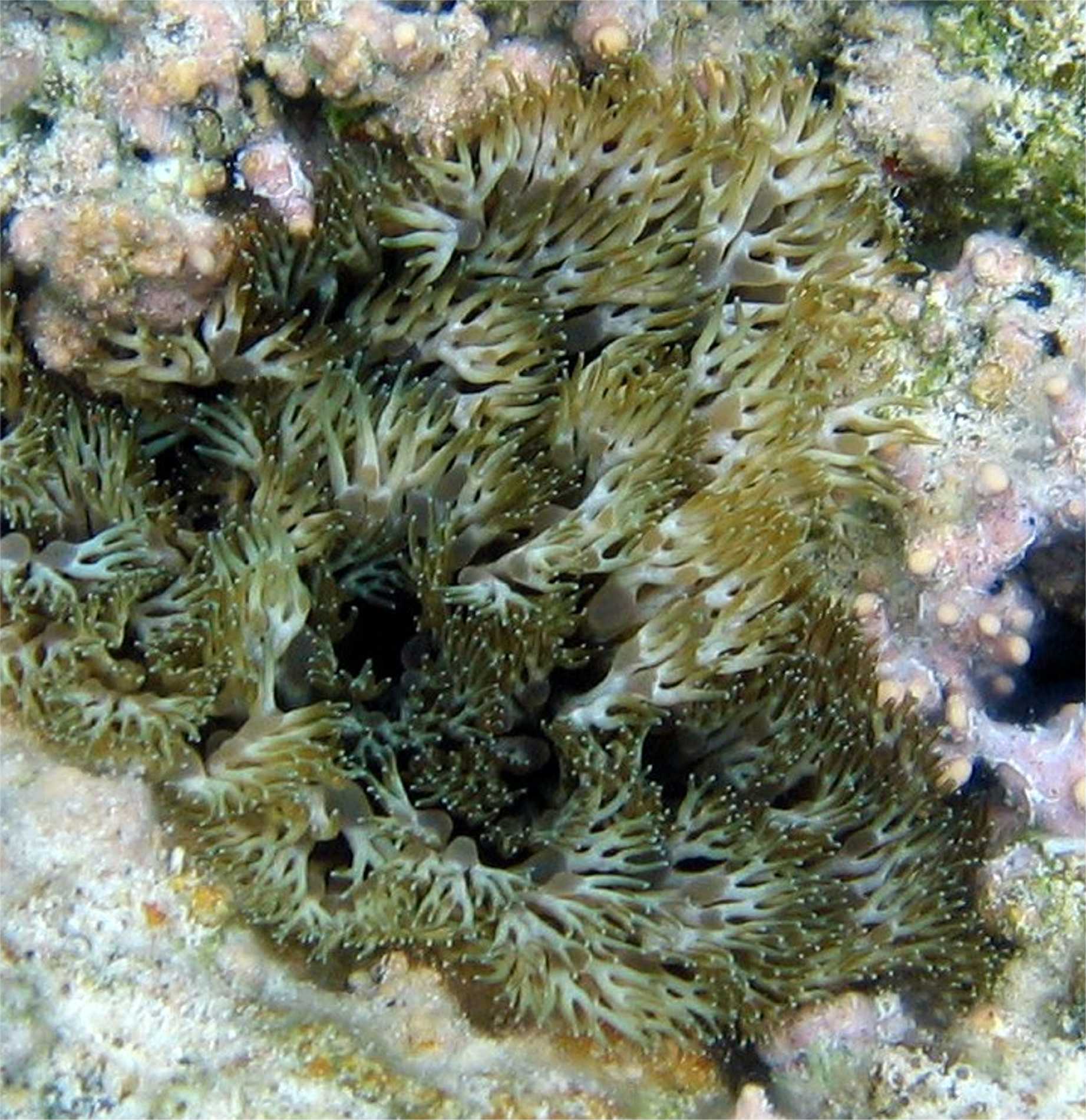 branching anemone maybe