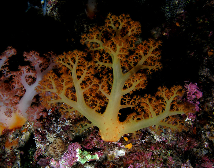 Branching Coral