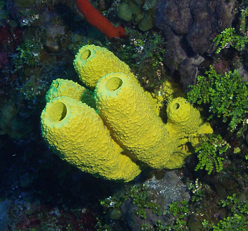 Branching tube sponge