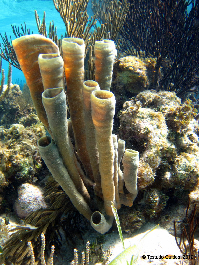 Branching Vase Sponge - Roatan