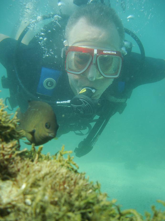 Brazil damsel fish