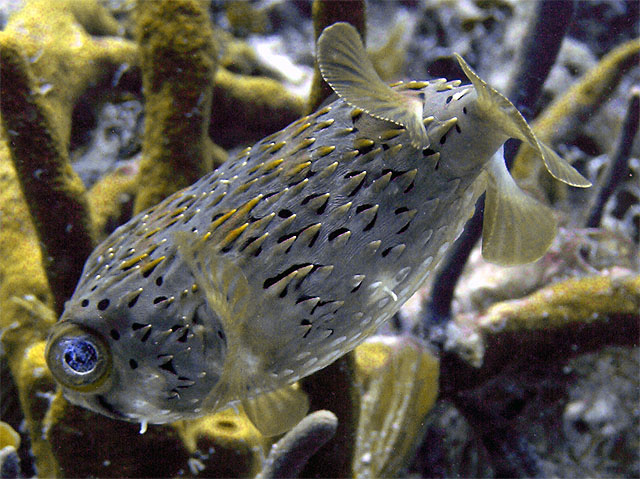 Bridled burrfish