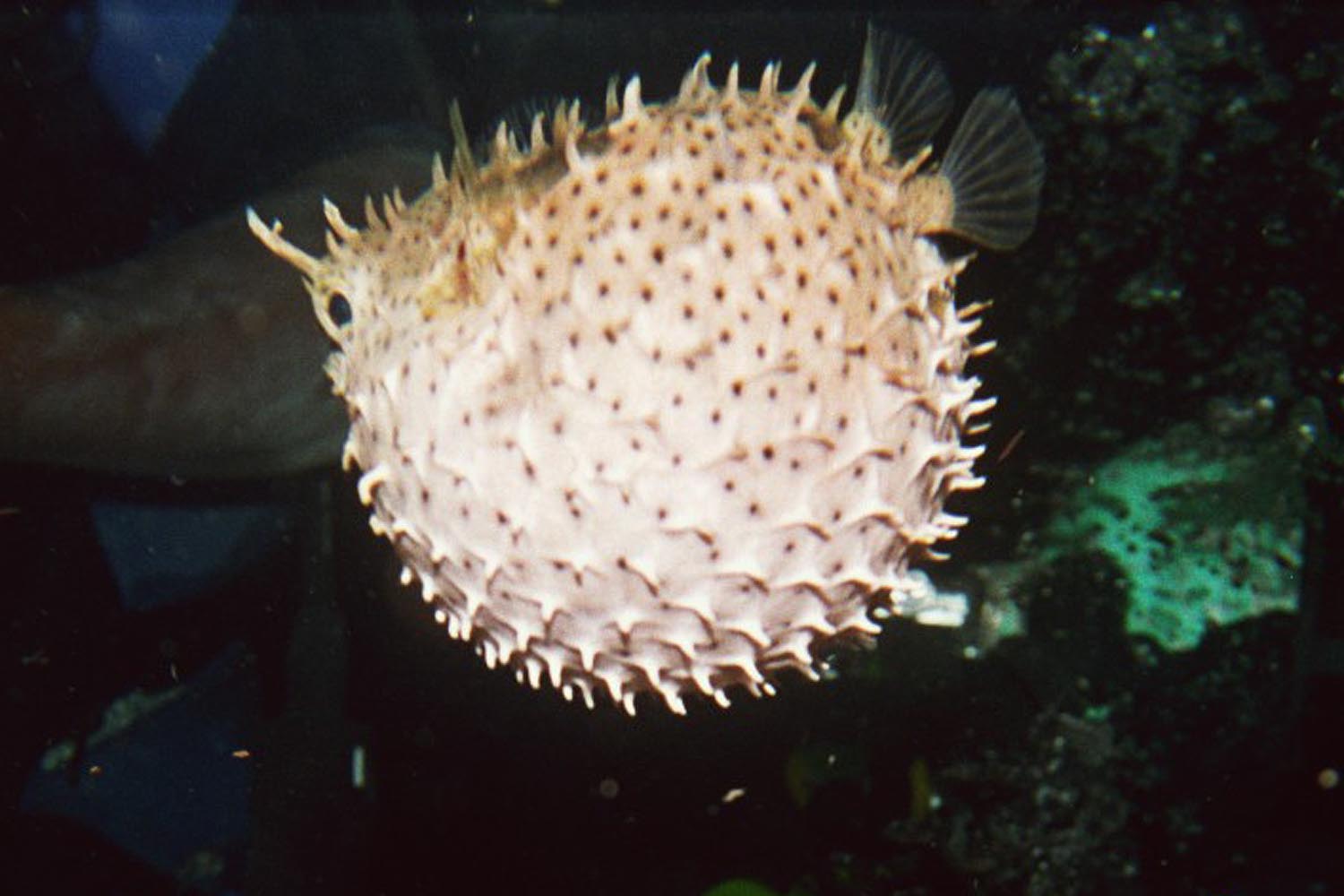 Bridled Burrfish