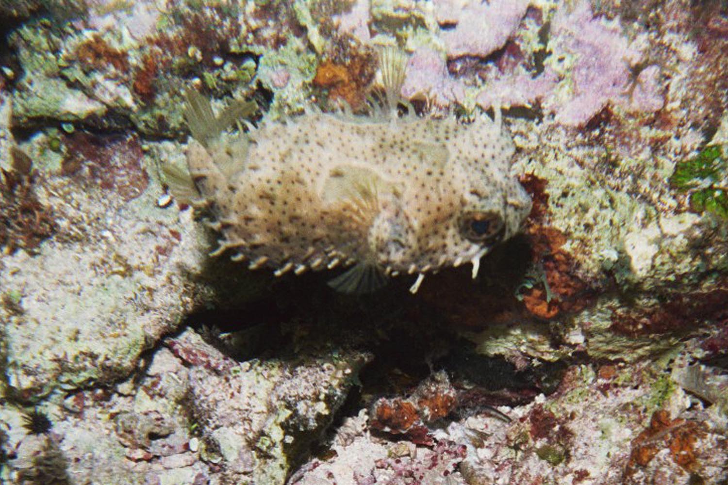 Bridled Burrfish