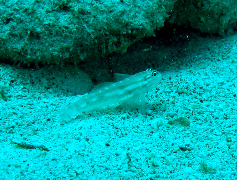 Bridled Goby