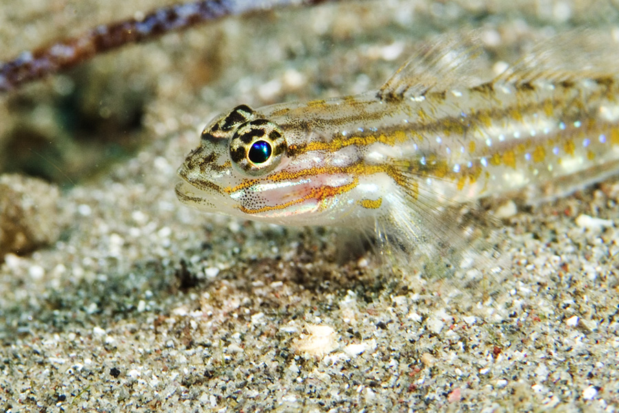 Bridled Goby