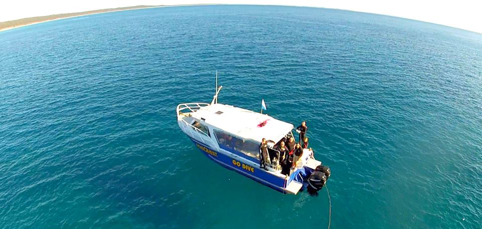 Brisbane diving