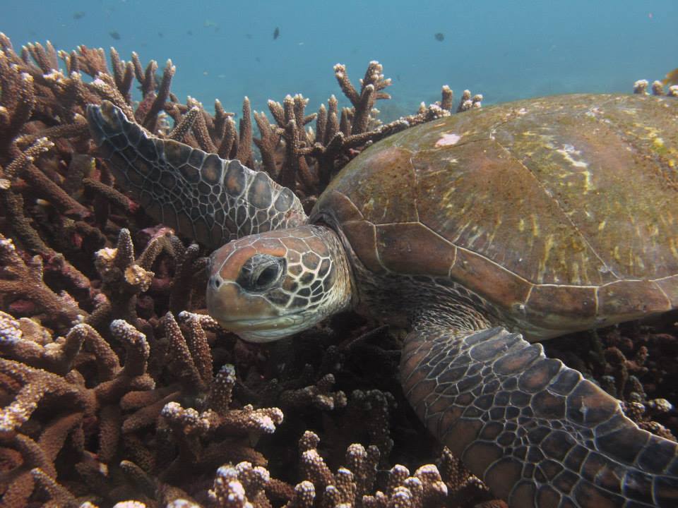 Brisbane diving