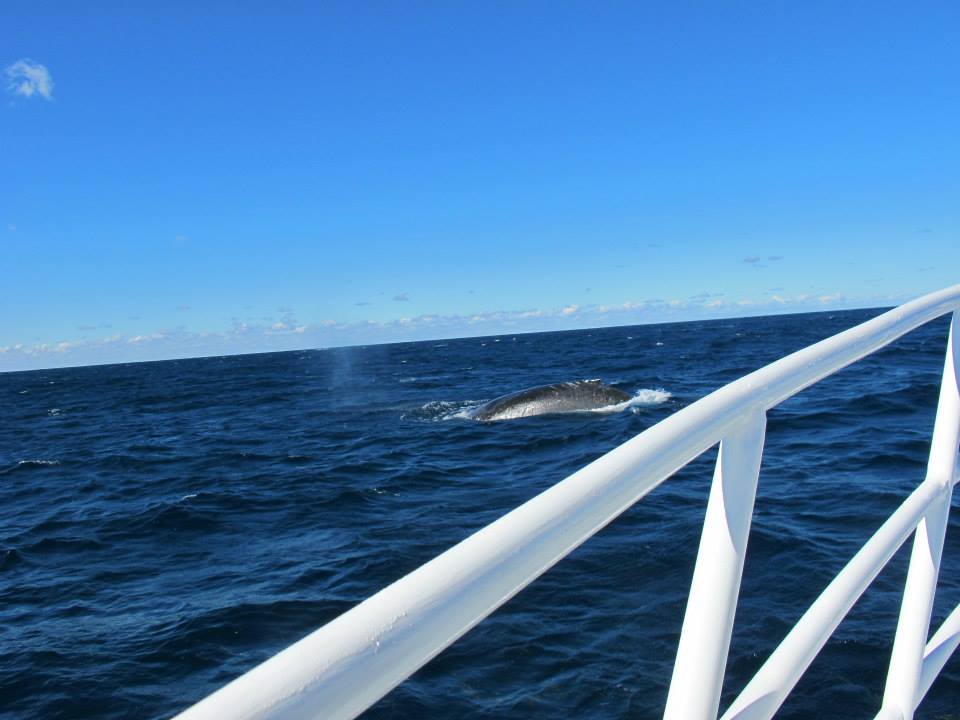 Brisbane diving