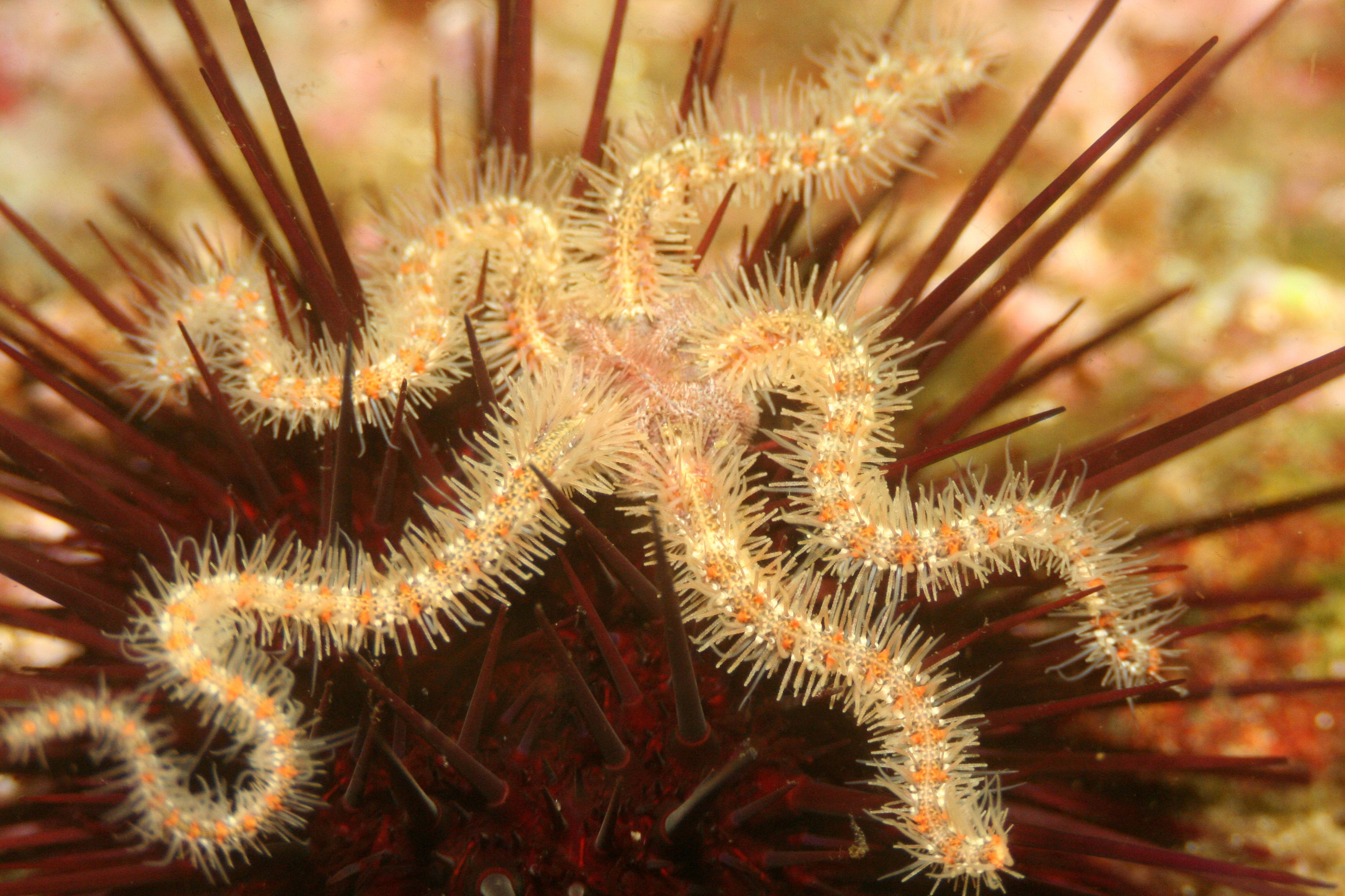 Brittle star and friend