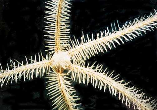 Brittle Star Closeup