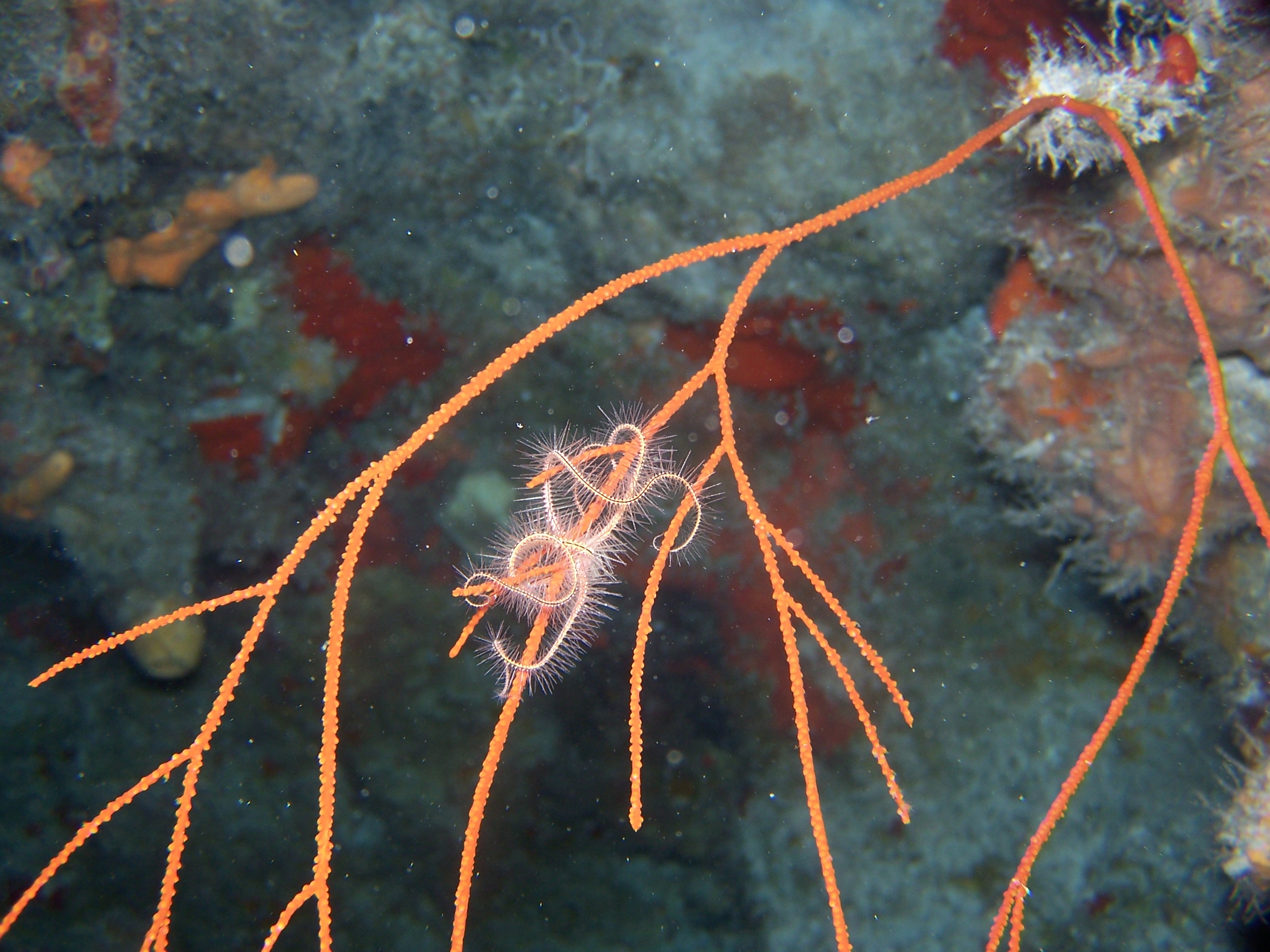 Brittle star hanging on tight