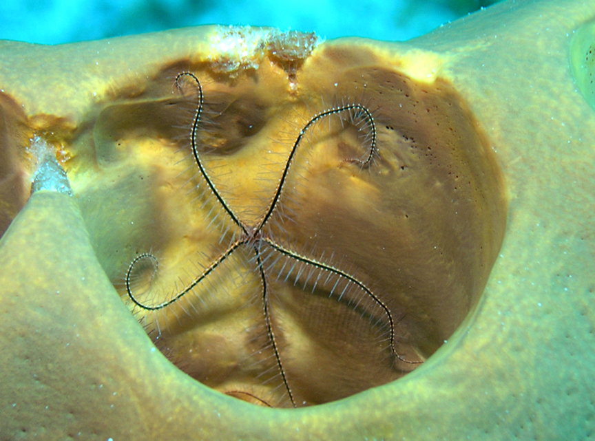 Brittle Star in a Sponge