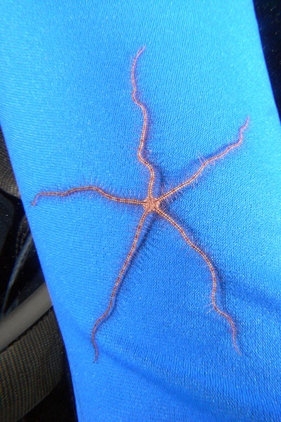 Brittle Star on DM's Wetsuit