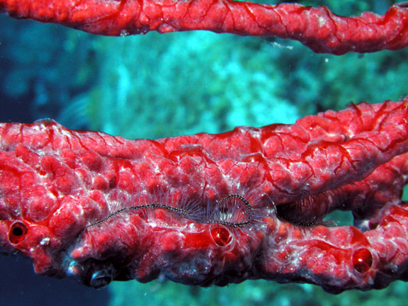 Brittle Star on Red Rope Sponge