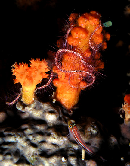 Brittle Star on Soft coral