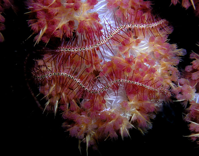 Brittle Star on Tree Coral